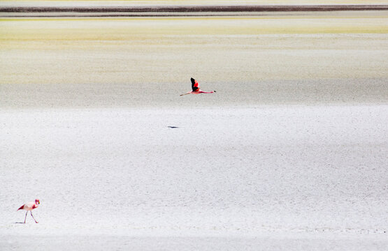 In SW Bolivia, some wild flamingos walk, others choose to fly.