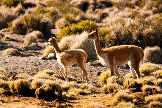 Vicunas (vicugna vicugna) forage for grasses in the puna region of the Andes in Lauca National Park in Chile.