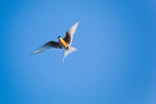 An Arctic tern (Sterna paradisaea) aggressively defends its nesting area on the coast in Hornsund, Svalbard.