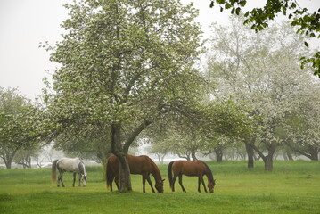 three horses graze in the pasture under flowering apple trees in springtime, cape Elizabeth, Maine.
