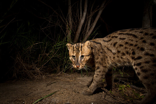 Rip Ear, a wild male fishing cat (Prion Ailurus viverrinus), triggers a camera trap hidden on a fish farm in Sam Roi Yod, Thailand.