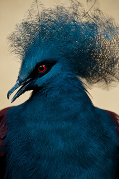 A captive Blue Crowned Pigeon, goura cristata, at the zoo, California