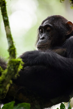 A young male Chimpanzee (Pan troglodytes) in Kibale National Park, Uganda.