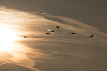 birds and sunset