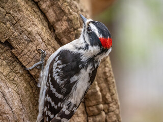 Downey Woodpecker