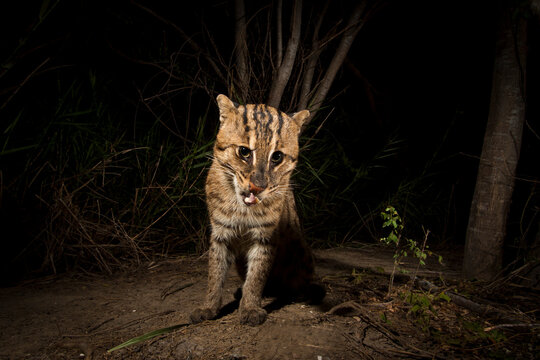 Rip Ear, a wild male fishing cat (Prion Ailurus viverrinus), triggers a camera trap hidden on a fish farm in Sam Roi Yod, Thailand.
