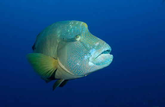 A Napoleon wrasse, also known as a humphead wrasse taken on the Great Barrier Reef..