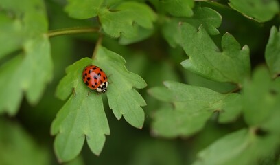 Asian ladybeetle, ladybird in spring meadow, ladybug on leaves