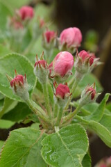 Obraz na płótnie Canvas Apple pink buds, apple before blooming