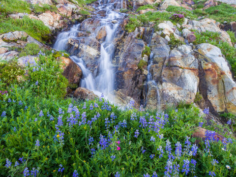 Lupin (Lupinus sp.) and waterfalls in Terror Basin, North Cascades National Park, Washington.