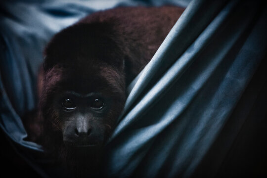 Young female captive Howler Monkey in her hammock.