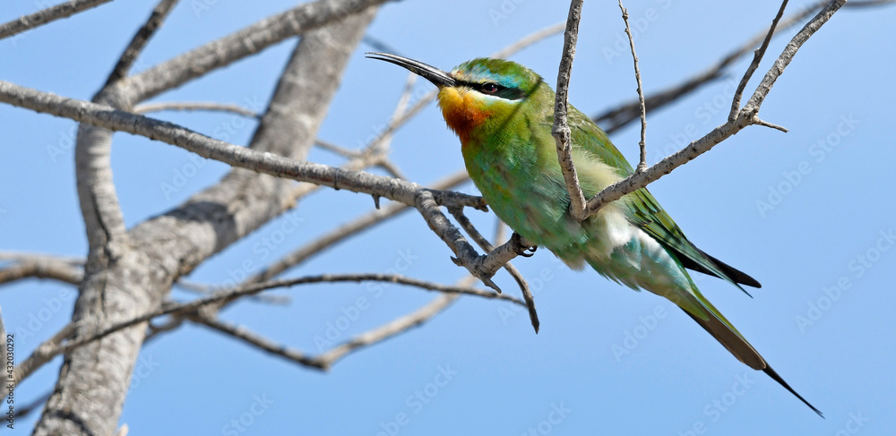 Wall mural Blauwangenspint // Blue-cheeked Bee-eater (Merops persicus)