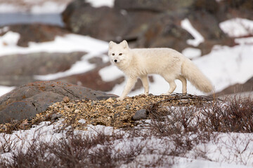 An arctic fox walks through boulders and snow as it stalks potential prey in Churchill, Manitoba, Canada.