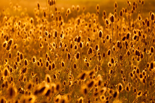 Teasel (Dipsacaceae) backlit by sunset in the Mission Valley, Montana