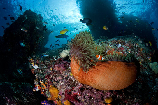 A group of false clownfish swim in their host anemone in Raja Ampat.