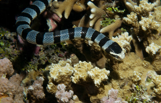 A banded sea krait.