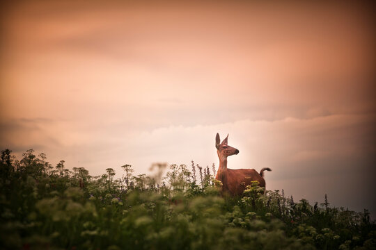 A deer at sunset in the Wasatch Range of the Rocky Mountains in Utah.