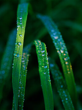 Morning dew Kenai Fjords NP ALASKA