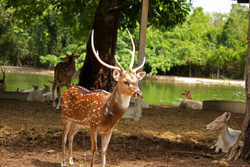 Wild South Texas Axis, Chital, or spotted Deer Buck.