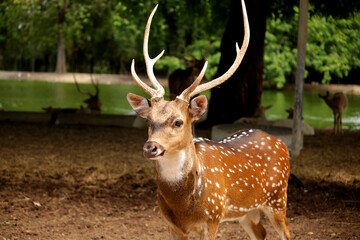 Wild South Texas Axis, Chital, or spotted Deer Buck.