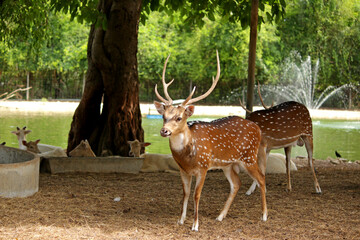 Wild South Texas Axis, Chital, or spotted Deer Buck.