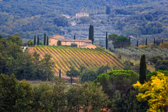 Villa with vineyards and olive trees near medieval Colle di Val d'Elsa, Tuscany