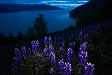 Purple lupin (Lupinus sp.) flowers in a meadow on Bird Ridge, overlooking Turnagain Arm, in Chugach State Park, Alaska.