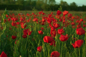 Fototapeta na wymiar flores de amapolas rojas en el campo