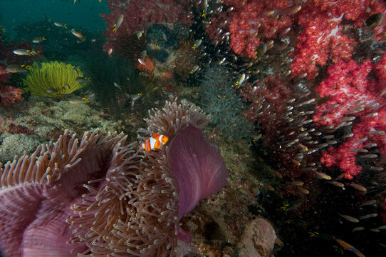 A school of jacks swirls around the wreck of The Liberty in Tulamben Bali.