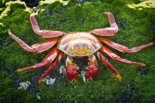 A colorful Sally Lightfoot Crab sits on a mossy rock. Bachas Beach, in The Galapagos Islands, Ecuador.