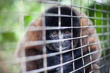 Captive Wooley Monkeys being rehabilitated in there cage, hoping one day to be released into the wild.