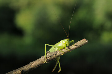 Green grasshopper with long antenna sitting on tree branch blurred background