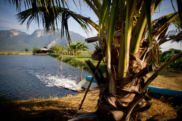 A fish farm in Sam Roi Yod, Thailand serves as a hideout, meal ticket and dwindling vestige of habitat for the endangered fishing cat (Prion Ailurus viverrinus).