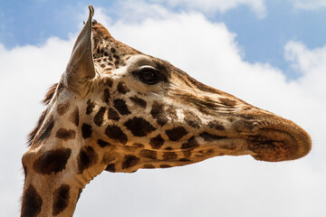 Looking up at the face of a giraffe.