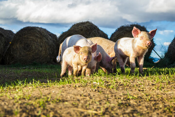 pigs on the farm
