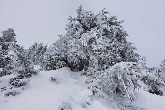 Frost covered conifers on Mount Herman, Mount Baker Wilderness, Washington.