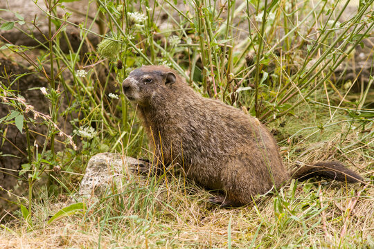 A Groundhog or Woodchuck (Marmota monax) in Pennsylvania.