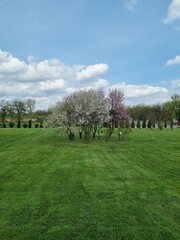 trees in spring