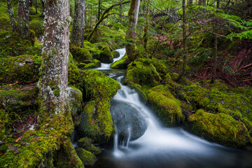 A mountain stream cascades through lush forest and moss covered boulders in North Cascades National Park, Washington.