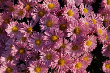 Fototapeta premium pink and yellow flowers