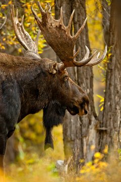 bull moose in grand teton national park