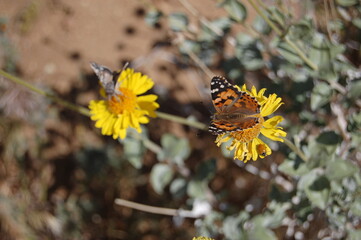 A painted lady butterfly perched on yellow sunflowers in the Mojave Desert, Antelope Valley, California.