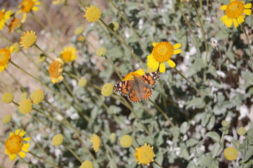 A painted lady butterfly perched on yellow sunflowers in the Mojave Desert, Antelope Valley, California.