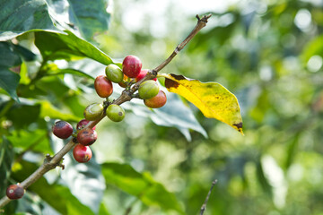 Coffee berries, or cherries of varying ripeness sit on a branch of the tree awaiting picking on a farm in San Rafael, Man Marcos, in the highlands of Guatemala.