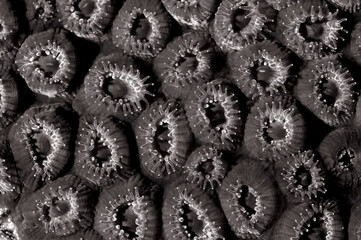 Abstract detail of coral polyps in black and white.