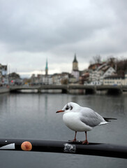 Seagull on the embankment of Limmat river, Zurich, Switzerland