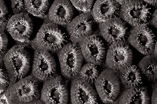 Abstract detail of coral polyps in black and white.