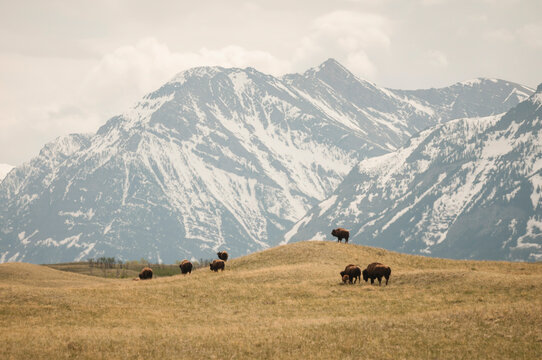 Bison herd along the Rocky Mountain Front, Alberta, Canada.