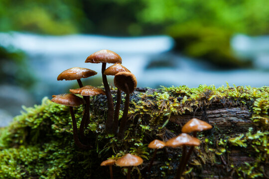 Small mushrooms grow from a nurse log on the bank of the North Fork Cascade River, Mount Baker-Snoqualmie National Forest, Washington.