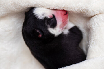 Close-up of a sleeping Siberian Husky puppy. Sleeping puppy on a white bedspread